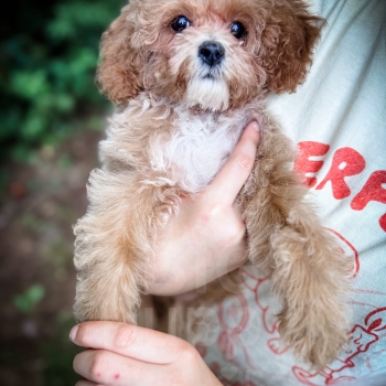 “Merlin” – F1bb Toy Apricot Cavapoo Male