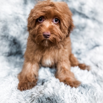“Chance” – F1 Brown-Based Apricot Male