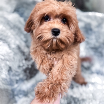 “Lucky” – F1 Mini Apricot Cavapoo Male