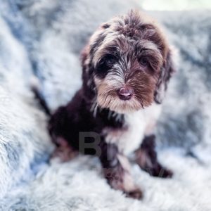 “Monty” - Multigen Brown Harlequin Merle Cockapoo Male