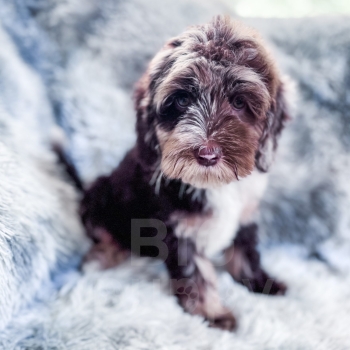 “Monty” – Multigen Brown Harlequin Merle Cockapoo Male