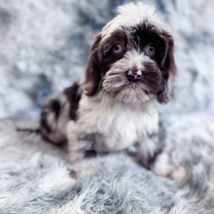 “Moondogge” - Multigen Brown Harlequin Merle Cockapoo Male