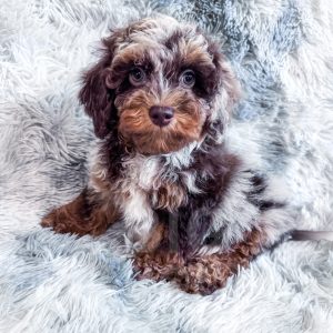“Atlas” - F1b Brown Phantom Harlequin Merle Cockapoo Male