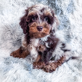 “Atlas” – F1b Brown Phantom Harlequin Merle Cockapoo Male