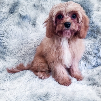 “Pez” – F1 Reverse Apricot Cavapoo Male