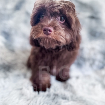 “Fudge” – Multigen Mini Brown Cavapoo Male