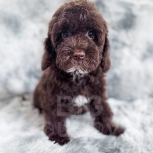 “Eddie” - Multigen Brown Cockapoo Male