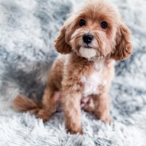 “Merlin” - F1bb Toy Apricot Cavapoo Male