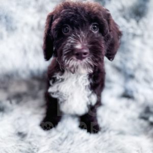 “Dusty” - F1b Brown Abstract Cockapoo Male