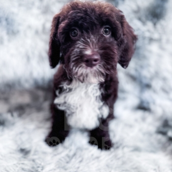 “Dusty” – F1b Brown Abstract Cockapoo Male