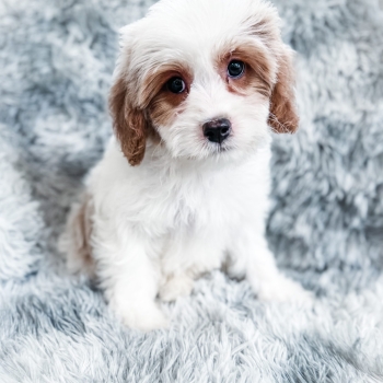 “Bullet” – F1 Red/Apricot Parti Cavapoo Male