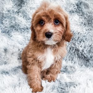 “Scott” - F1 Red Abstract Cavapoo Male