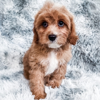 “Scott” – F1 Red Abstract Cavapoo Male