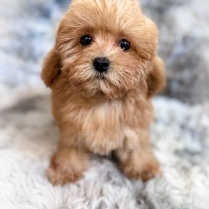 “Quartz” - Cavapoo/Maltipoo Apricot Toy Female