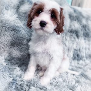 “Chief” - F1 Red Parti Cavapoo Male