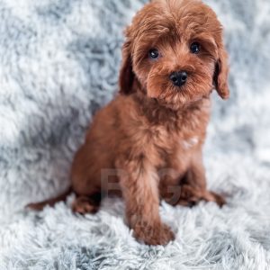 “Frito” - F1 Red Abstract Cavapoo Male