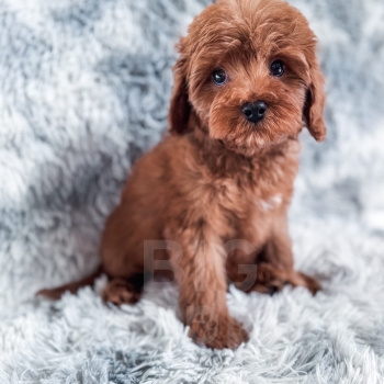“Frito” – F1 Red Abstract Cavapoo Male