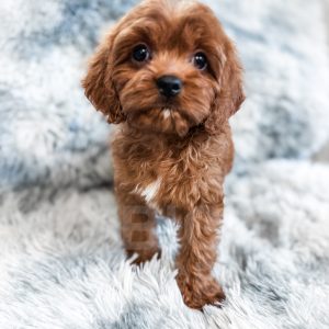 “Cheeto” - F1 Red Abstract Cavapoo Male