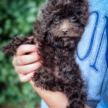 “Canary” – F1bb Brown Toy Cavapoo Female