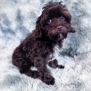 “Ripple” - Multigen Brown Mini Cavapoo Male