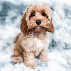 “Sunkist” - F1 Apricot Mini Cockapoo Female
