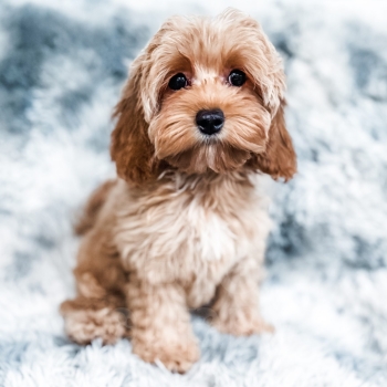 “Sunkist” – F1 Apricot Mini Cockapoo Female