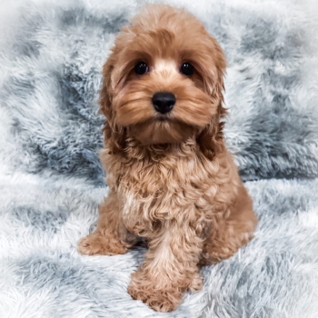 “Fanta” – F1 Mini Apricot Cockapoo Male