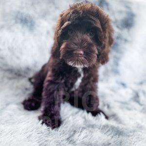 “Russ” - Multigen Brown Cockapoo Male