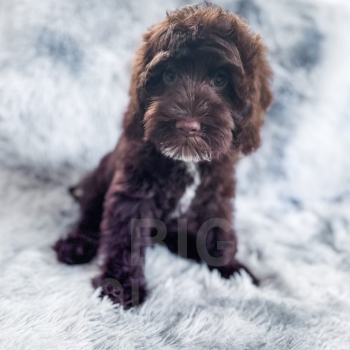 “Russ” – Multigen Brown Cockapoo Male