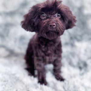 “Canary” - F1bb Brown Toy Cavapoo Female
