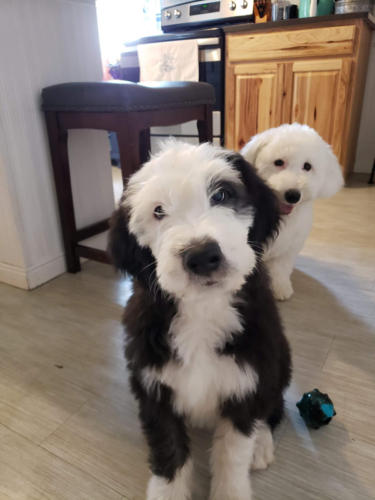 Bowie - 3 months (Gloria x Buster)