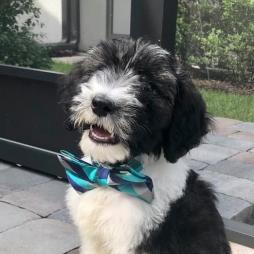 Oliver - 3 months (Wren x Buster)