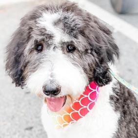 Lemon - 6 months (Mocha x Buster)