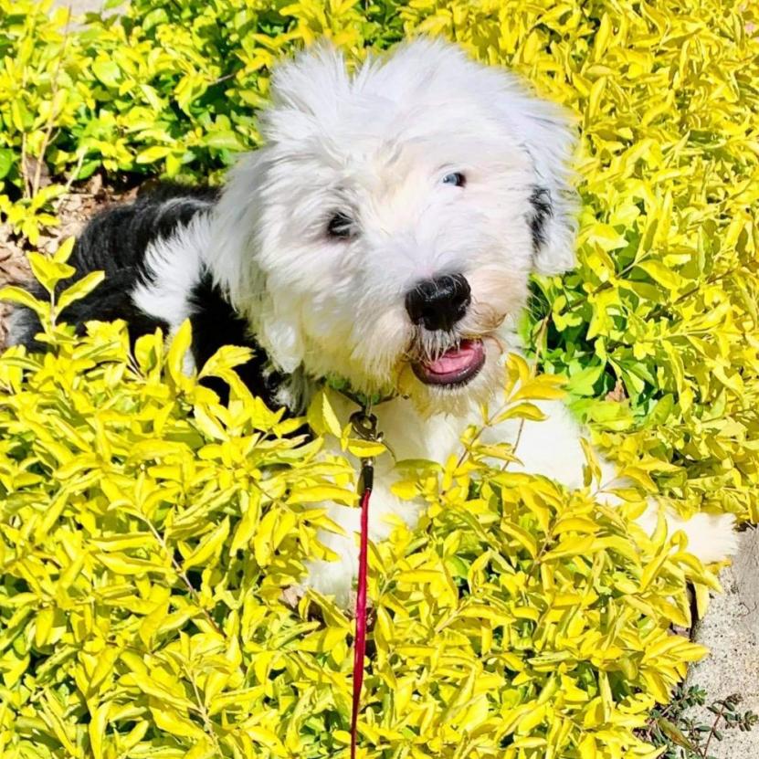 Luna - 4 months (Gloria x Buster)