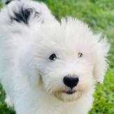 Maggie - 3 months (Gloria x Buster)