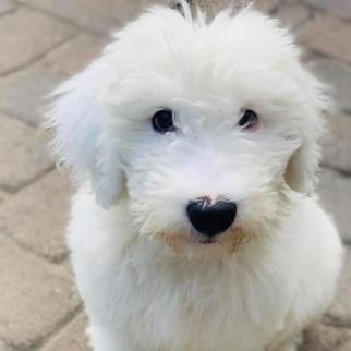 Maggie - 3 months (Gloria x Buster)