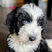 Mika-10-weeks (Gloria x Buster)