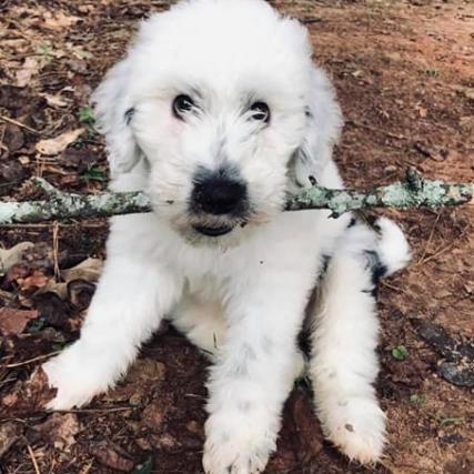 Moose - 3 months (Gloria x Buster)