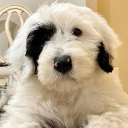 Moose - 3 months (Gloria x Buster)