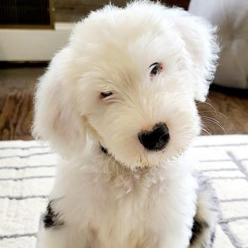 Ollie - 3 months (Gloria x Buster)