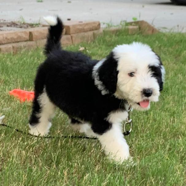 Patch - 9 weeks (Wren x Buster)