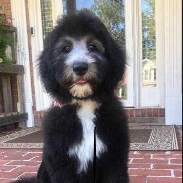 Bella - 3 months (Sparrow x Jack)