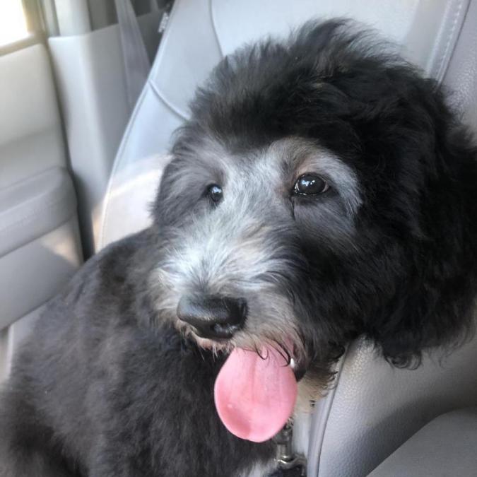 Bella - 3 months (Sparrow x Jack)