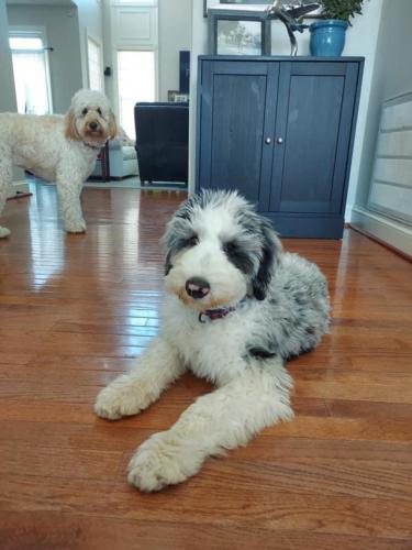 Boone - 5 months old (Cricket x Ridge)