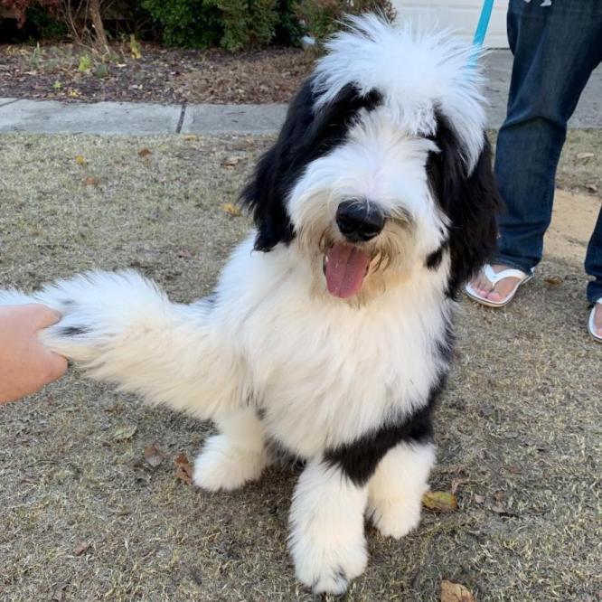 Cotton - 3 months (Sparrow x Jack)