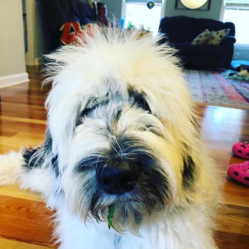 Duey - 8 months (Gloria x Buster)