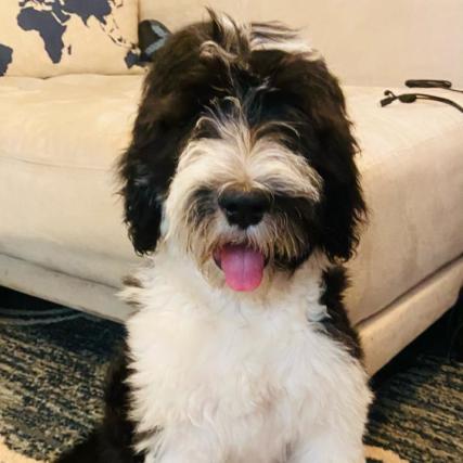 Holland - 4 months (Wren x Buster)