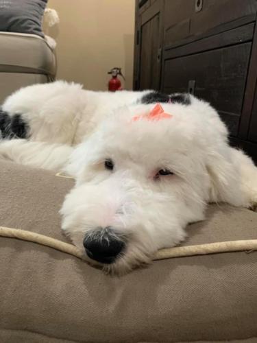 Maggie - 8 months (Gloria x Buster)