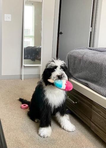 Mika- 8 months (Gloria x Buster)