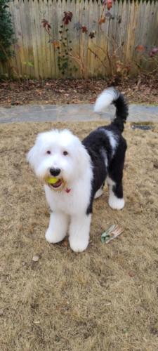 Ollie - 8 months (Gloria x Buster)